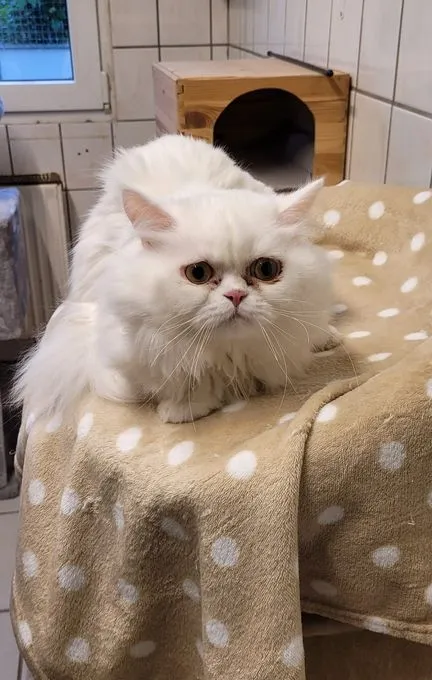 Katze aus Tierheim, Parmuk | Weiß Perserkatze Männlich