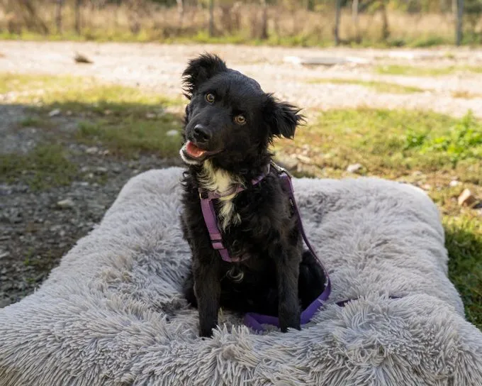 Baila - mischling zur Adoption