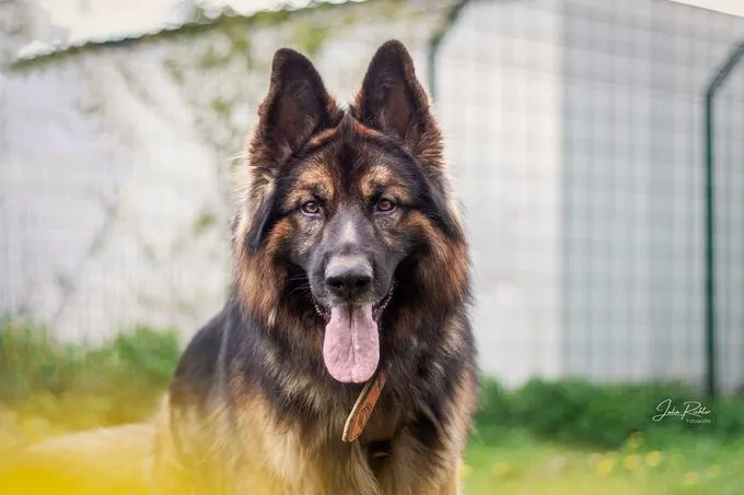 Lex  - deutscher-schaeferhund zur Adoption