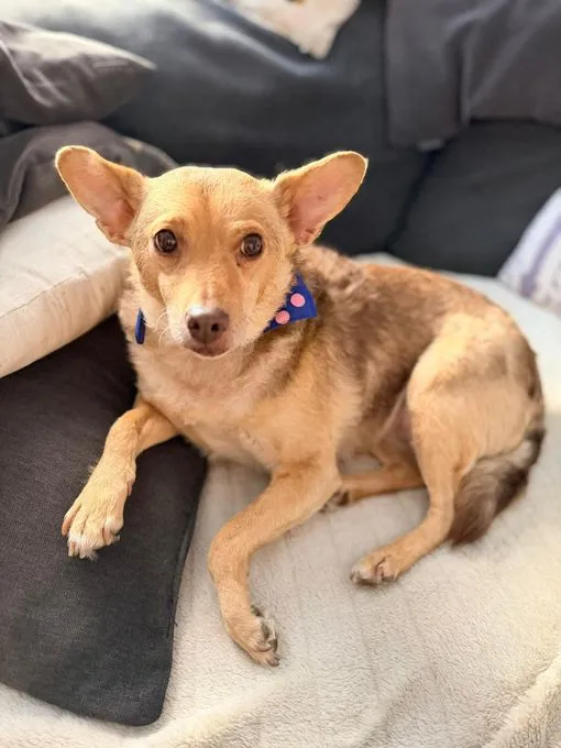 Roya - mischling zur Adoption