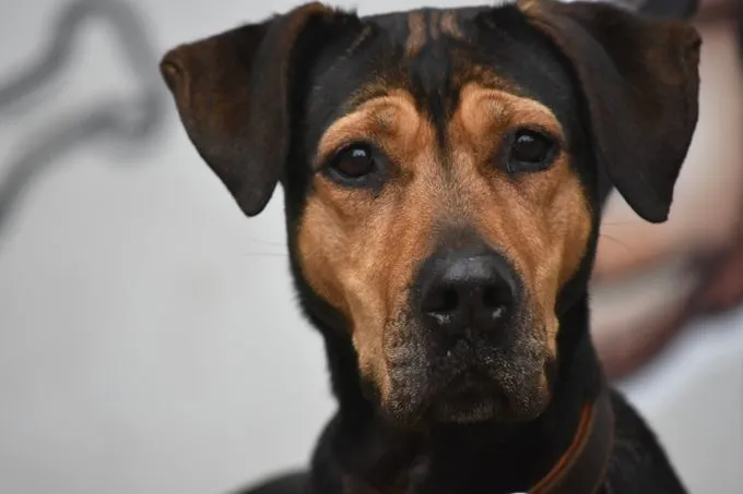 Kenia - mischling zur Adoption