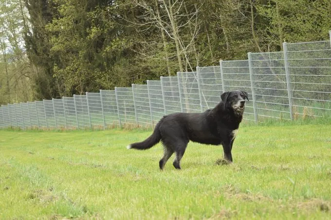 Dog from shelter, Dobby | Schwarz Husky Schäferhund Mischling Male