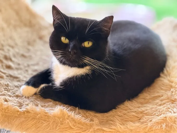 Eulchen - bkh zur Adoption