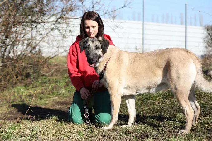 Hund aus Tierheim, Melek | Kangal Weiblich