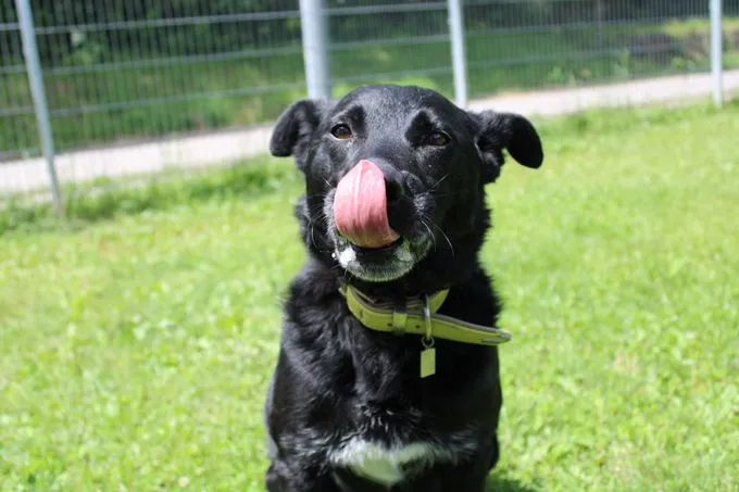 Dog from shelter, Merlin | Schwarz Mischling Male