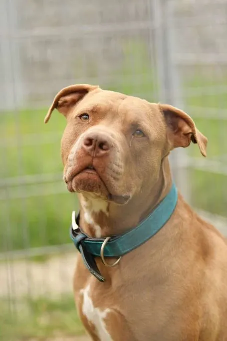 Hund aus Tierheim, Tj Tommy Junior | Staffordshire Mix Männlich