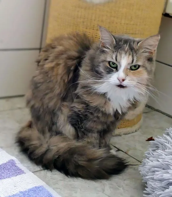 Cat from shelter, Waldkatze | Weiß Waldkatze Female