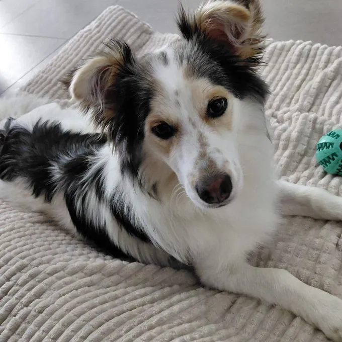 Theo - mischling zur Adoption