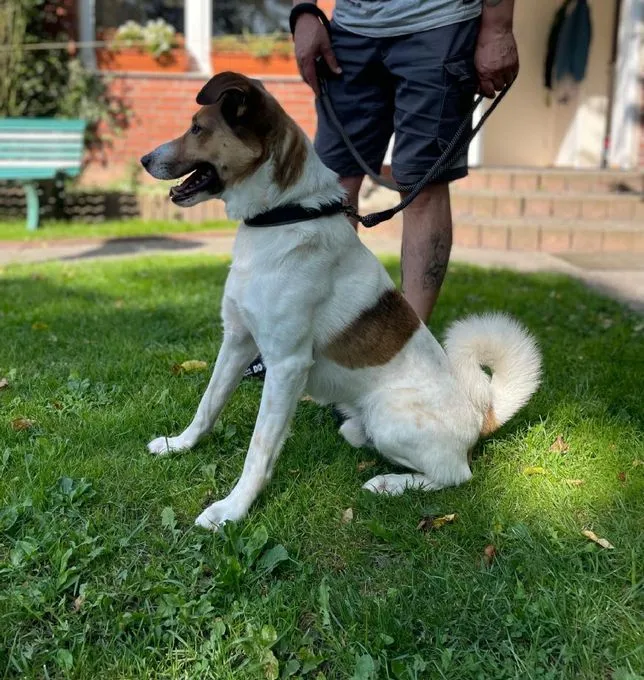 Dog from shelter, Rocky | Weiß Braun Mischling Male