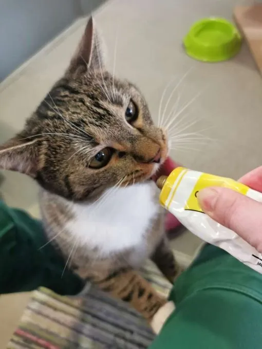 Katze aus Tierheim, Kira | Ekh Weiblich