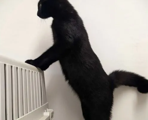Katze aus Tierheim, Trixie | Weiblich