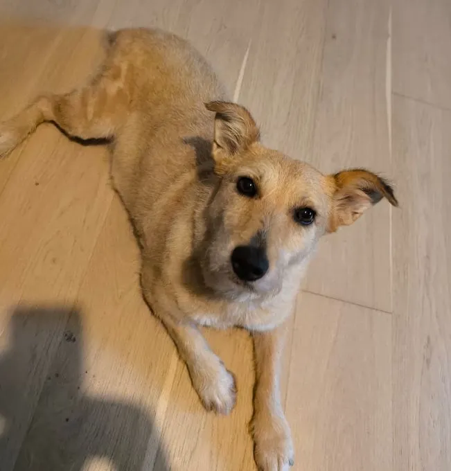 Lizzy - mischling zur Adoption