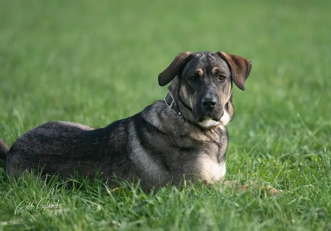Dog from shelter, Cully | Schwarz Braun Dsh Mix Female