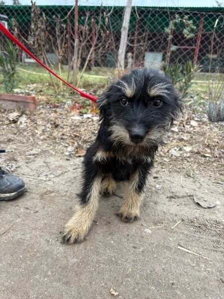Dog from shelter, Heki | Schwarz Heki Male