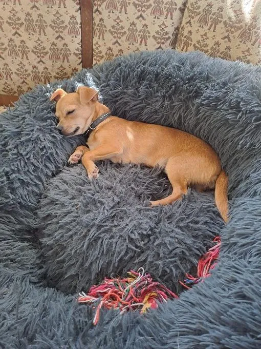 Dog from shelter, Luna | Blond Mischling Female
