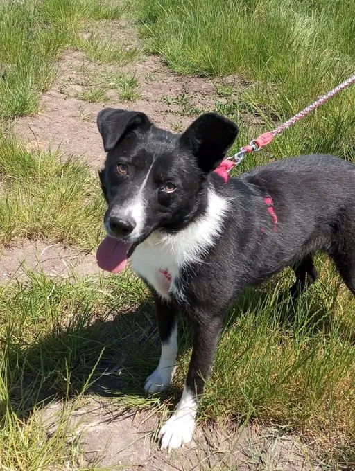 Bess - mischling zur Adoption