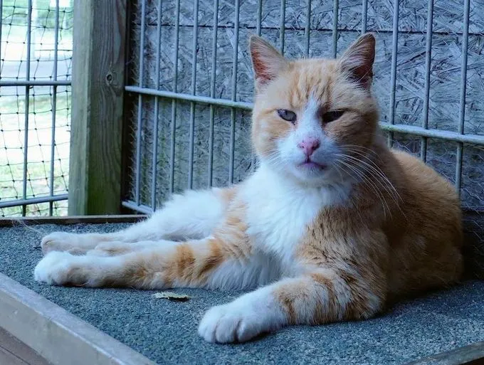 Dracu - EKH zur Adoption