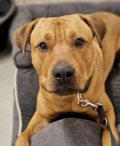 Dog from shelter, Boomer | Braun Boxer Schäferhund Mischling Male