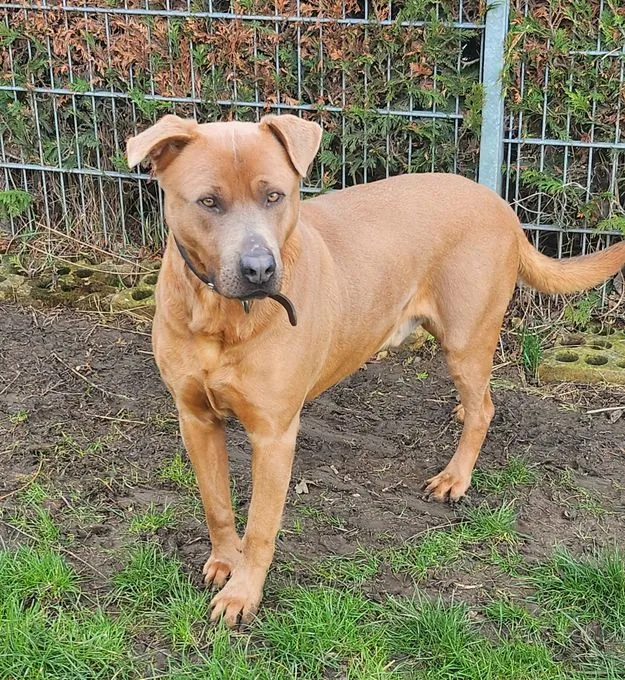 Dog from shelter, Jankee | Braun Mix Male
