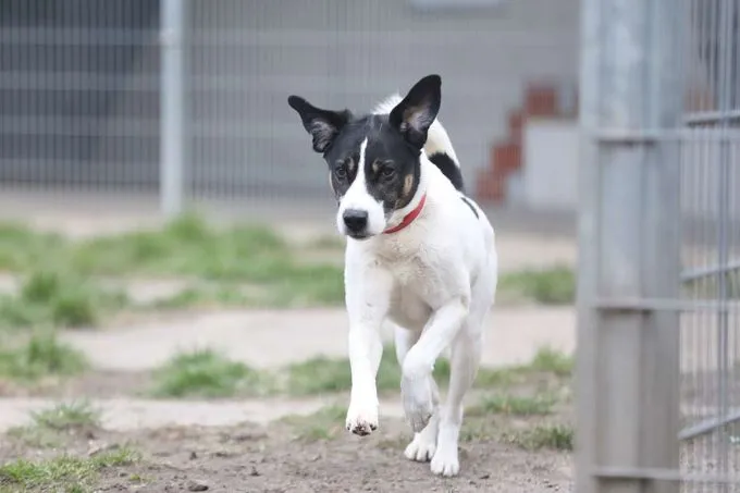 Hund aus Tierheim, Paul | Jagdhund Mix Männlich