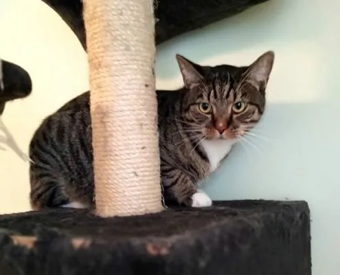 Katze aus Tierheim, Bismillah | Männlich