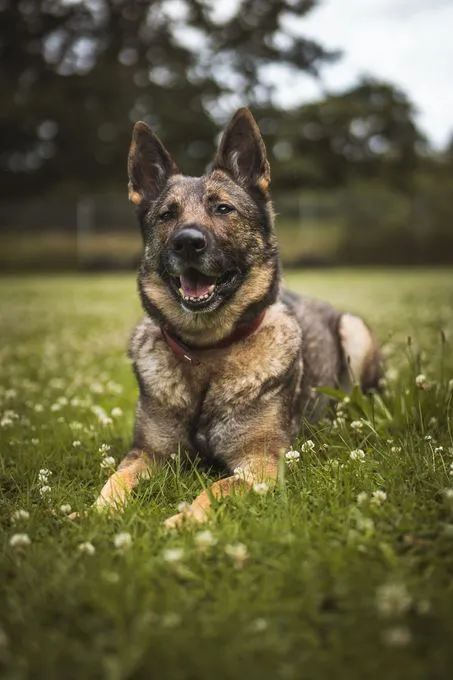 Elli - Schäferhund zur Adoption