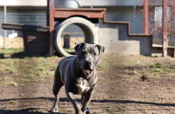 Hund aus Tierheim, Nero | Staffordshire Terrier Mix Männlich
