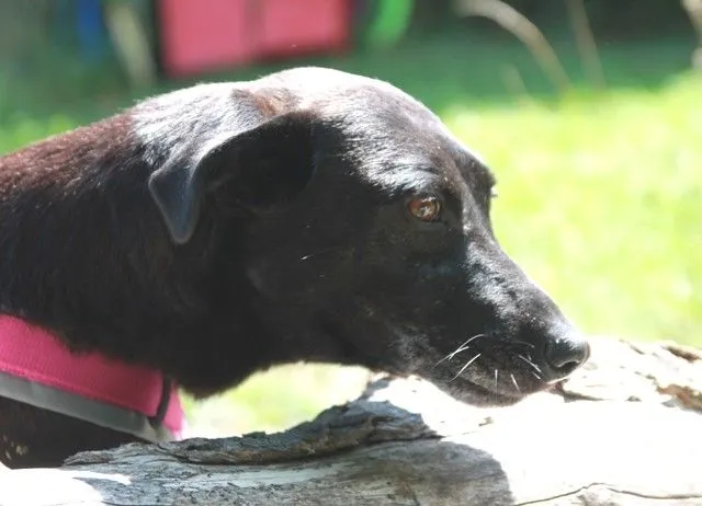 Dog from shelter, Ylva | Dunkelbraun Mischling Female