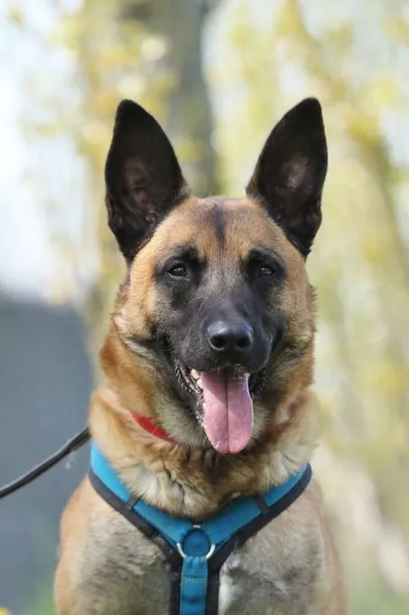 Dog from shelter, Joker | Malinois Male