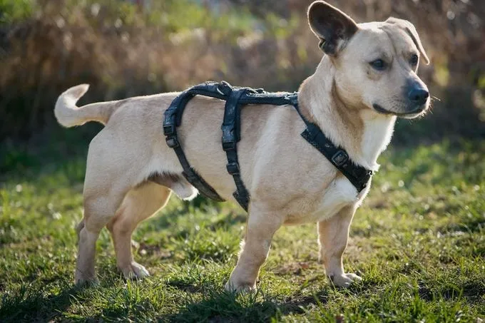 Vader Skywalker - mischling zur Adoption
