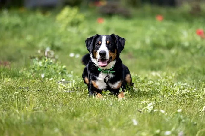 Dog from shelter, Sir Lancelot | Tricolor Appenzeller Sennenhund Male