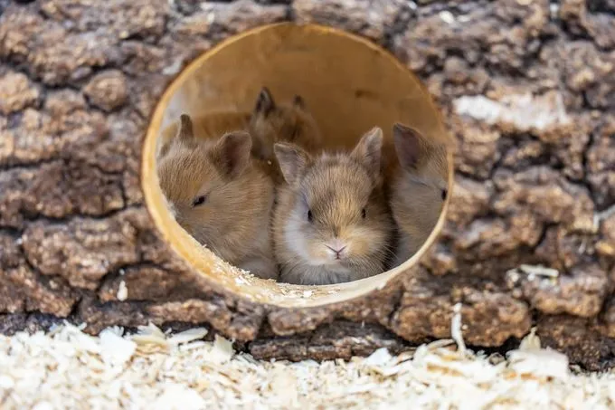 Kaninchen - Kaninchen zur Adoption