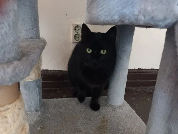 Lasse - ekh zur Adoption