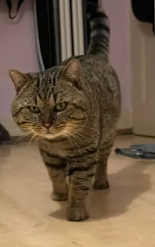Bobby - ekh zur Adoption