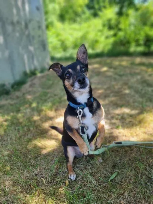 Dog from shelter, Maurice | Dackel Terrier Mix Male