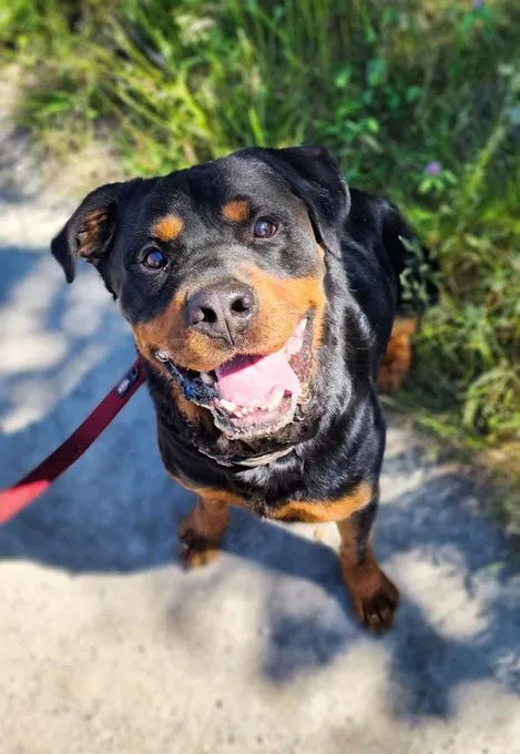 Hund aus Tierheim, Pauli | Rottweiler Männlich