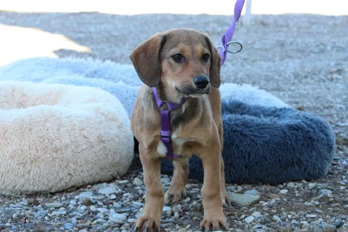 Peaches - Mischling  zur Adoption