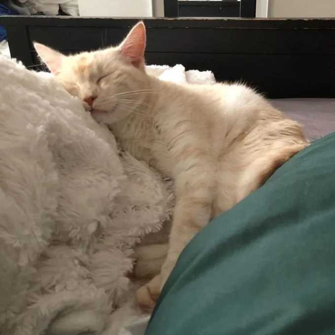 Katze aus Tierheim, Elli | Cremerot Ekh Weiblich