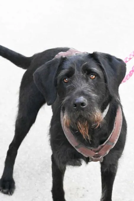 Hund aus Tierheim, Pepper | Drahthaar Labrador Mix Weiblich