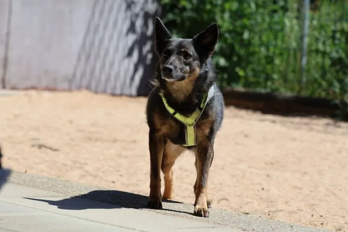 Dog from shelter, Lulu | Braun Schwarz Mischling Female