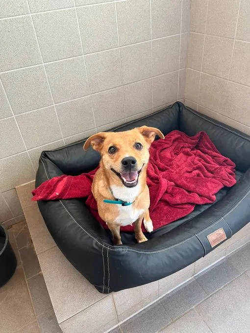 Dog from shelter, Prada | Beige Weiß Mischling Female