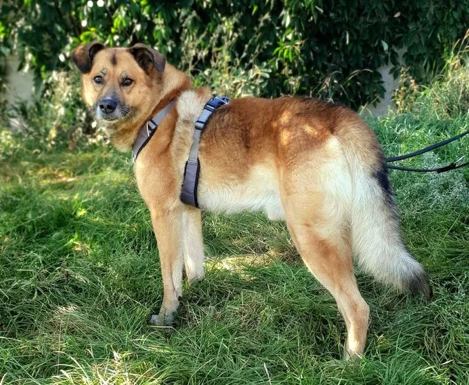 Hund aus Tierheim, Jewel | Schäferhund Mix Männlich