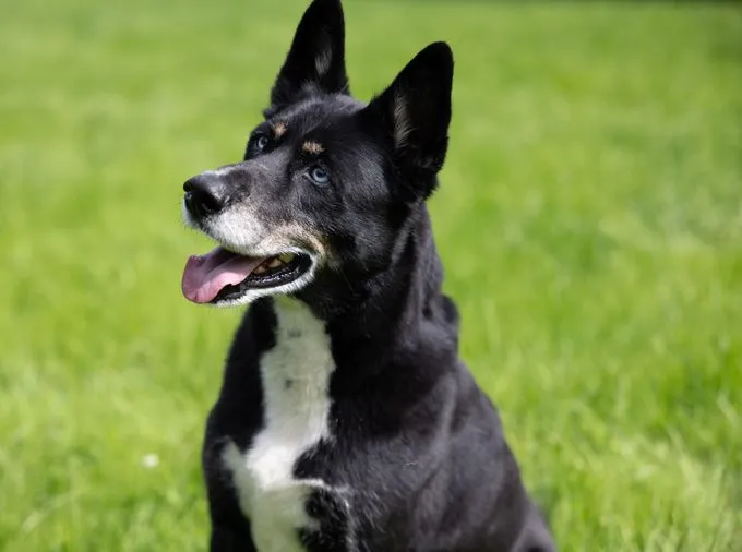 Paco - Husky-Mischling zur Adoption