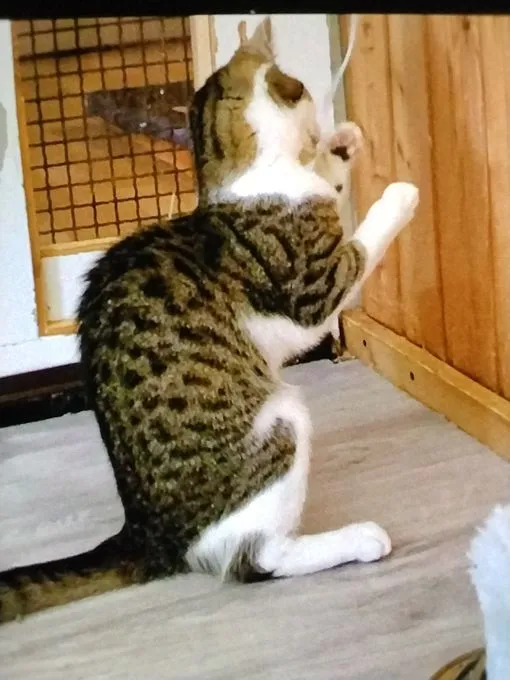 Katze aus Tierheim, Houdini | Weiß Getigert Europäische Hauskatze Männlich