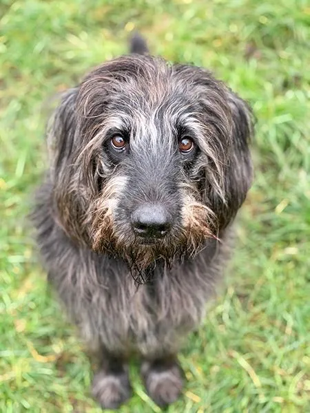 Hund aus Tierheim, Woody | Riesenschnauzer Mix Männlich