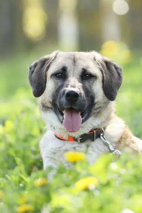 Lotte - kangal-mix zur Adoption