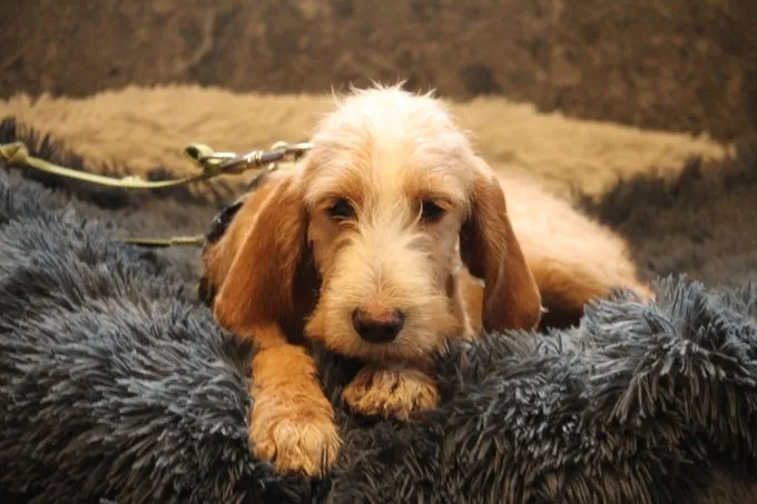 Archie - Mix zur Adoption