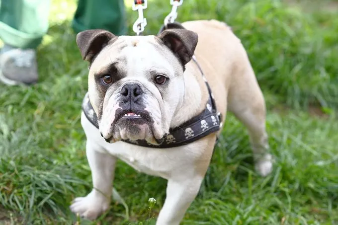 Dog from shelter, Semmel | Englische Bulldogge Female