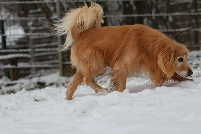 Dog from shelter, Gino | Braun Cocker Spaniel Mischling Male