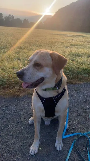 Dog from shelter, Quincy | Labrador Mix Male